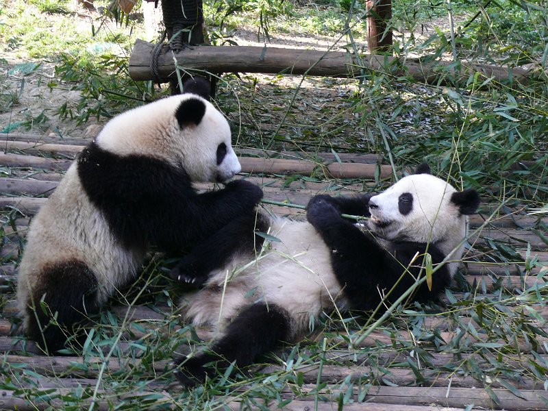 Pandas (022).jpg